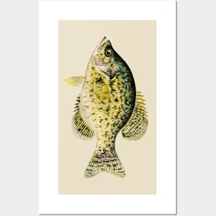 Bass Fishing Posters and Art